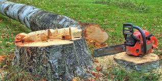 Best Storm Damage Tree Cleanup  in Danbury, TX