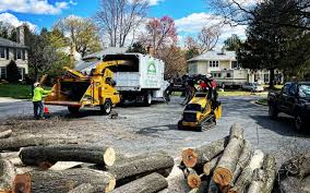 Best Stump Grinding and Removal  in Danbury, TX
