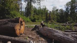 Best Tree Risk Assessment  in Danbury, TX