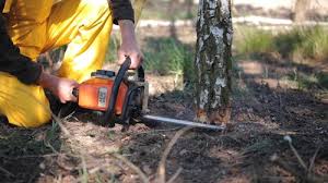 Best Fruit Tree Pruning  in Danbury, TX