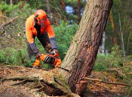 Best Lawn Watering Services  in Danbury, TX