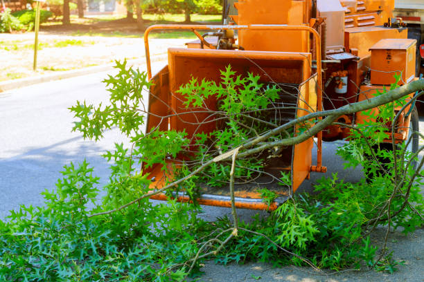 Lawn Drainage Solutions in Danbury, TX