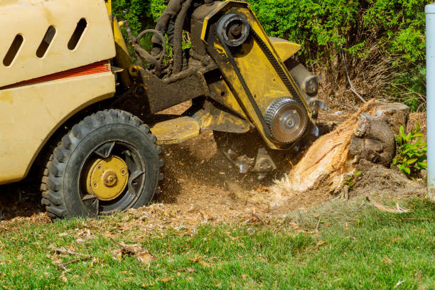 Best Hedge Trimming  in Danbury, TX