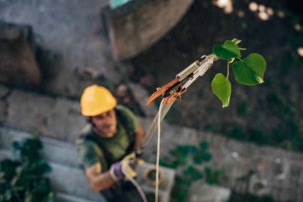 Best Tree Health Inspection  in Danbury, TX