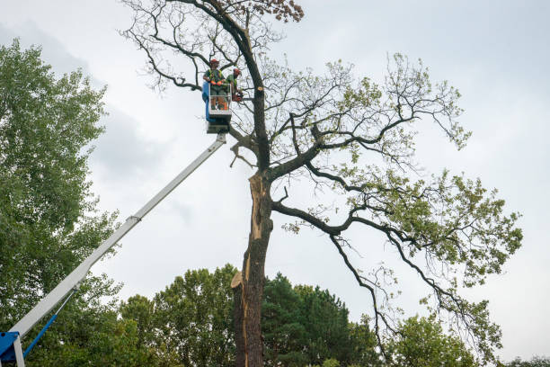 Best Commercial Tree Services  in Danbury, TX