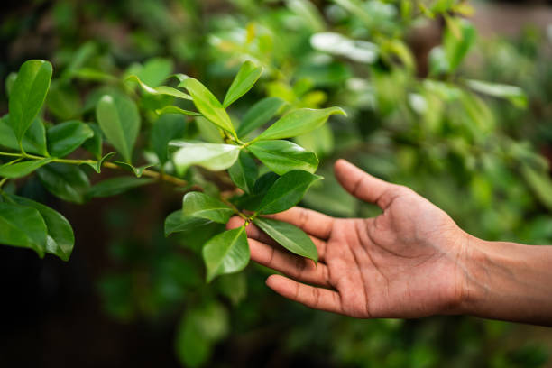 Best Emergency Tree Removal  in Danbury, TX