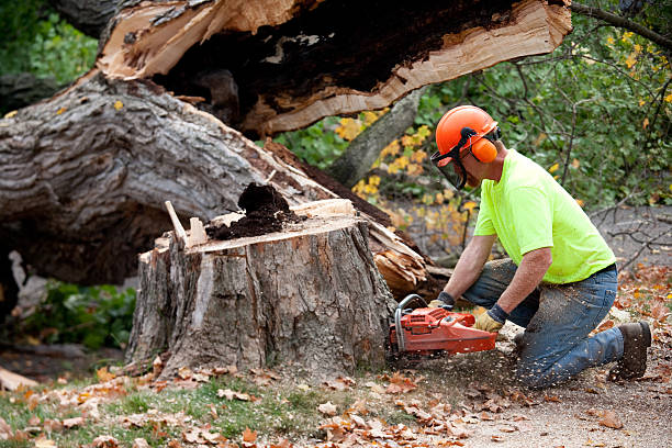 Best Stump Grinding and Removal  in Danbury, TX