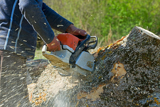 Best Tree Trimming and Pruning  in Danbury, TX